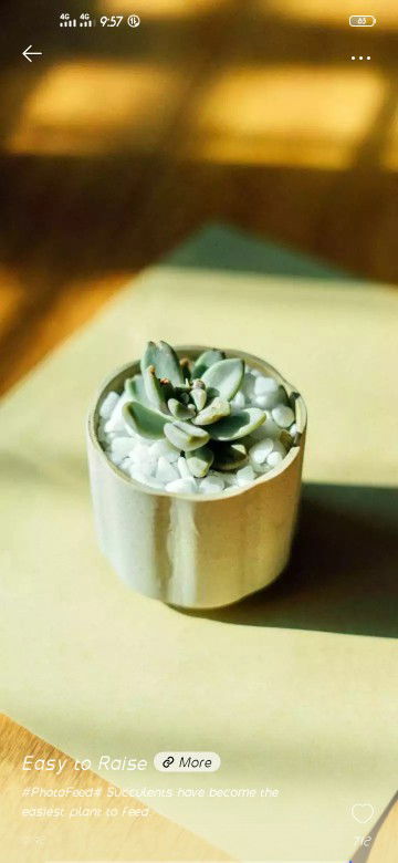 Charlotte profile icon