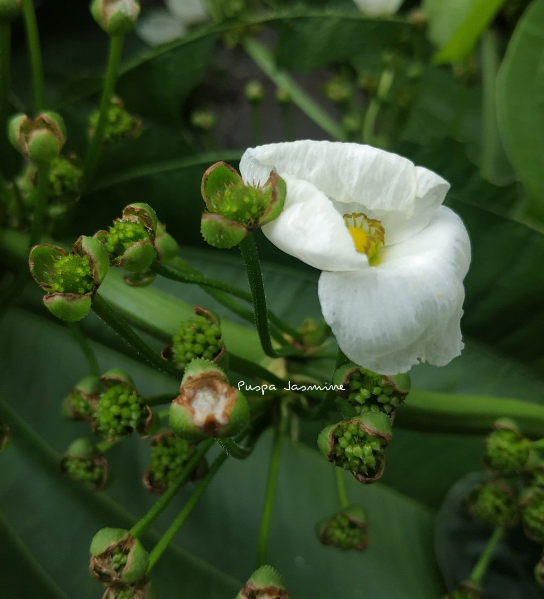 puspa callista profile icon