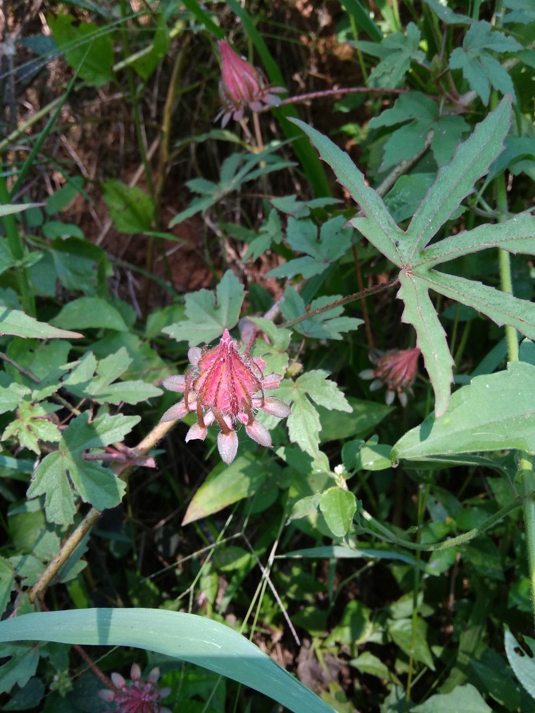 anaaasa profile icon