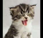 แก้วตา นลินนิภา profile icon