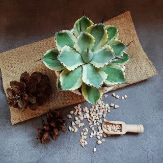 Nadira Nurshadrina profile icon