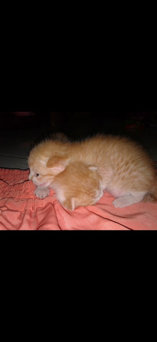 Rasti Ara profile icon