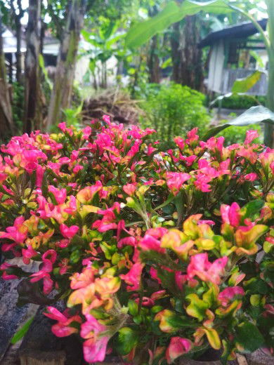 Alit Hapun profile icon