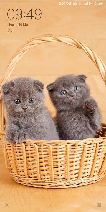 Tri septi profile icon