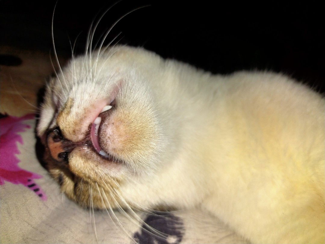 Vina Fauziah profile icon