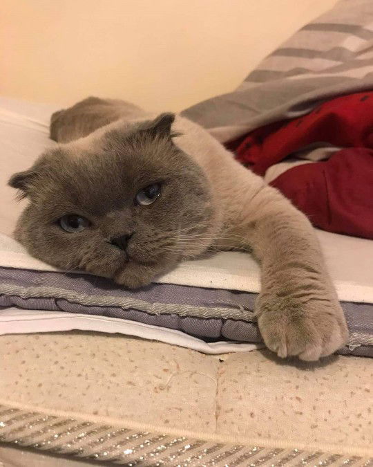 Ridwan Liani profile icon