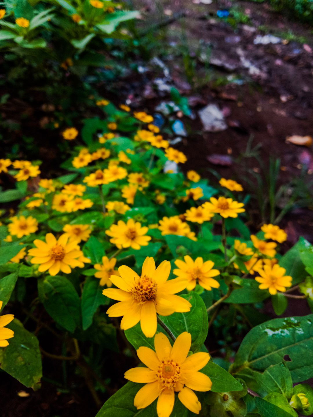 Sri wulan Astuti profile icon