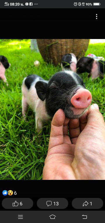 P.supattra profile icon