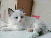 Dar LiNg profile icon