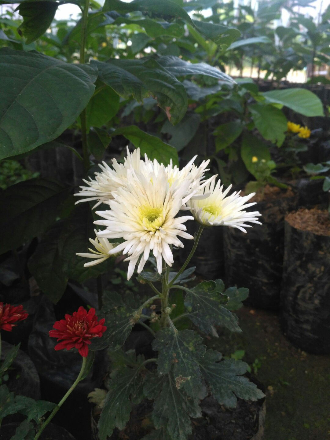 azizah ar rouf profile icon