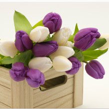 Taci Damawanti profile icon