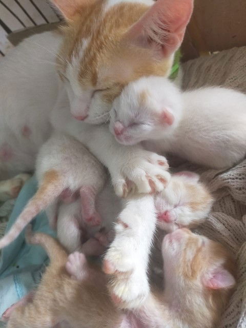 Louise Melliana Meng profile icon