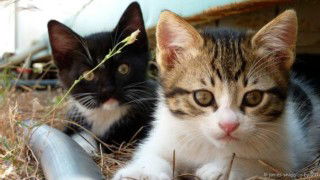 mama muda profile icon