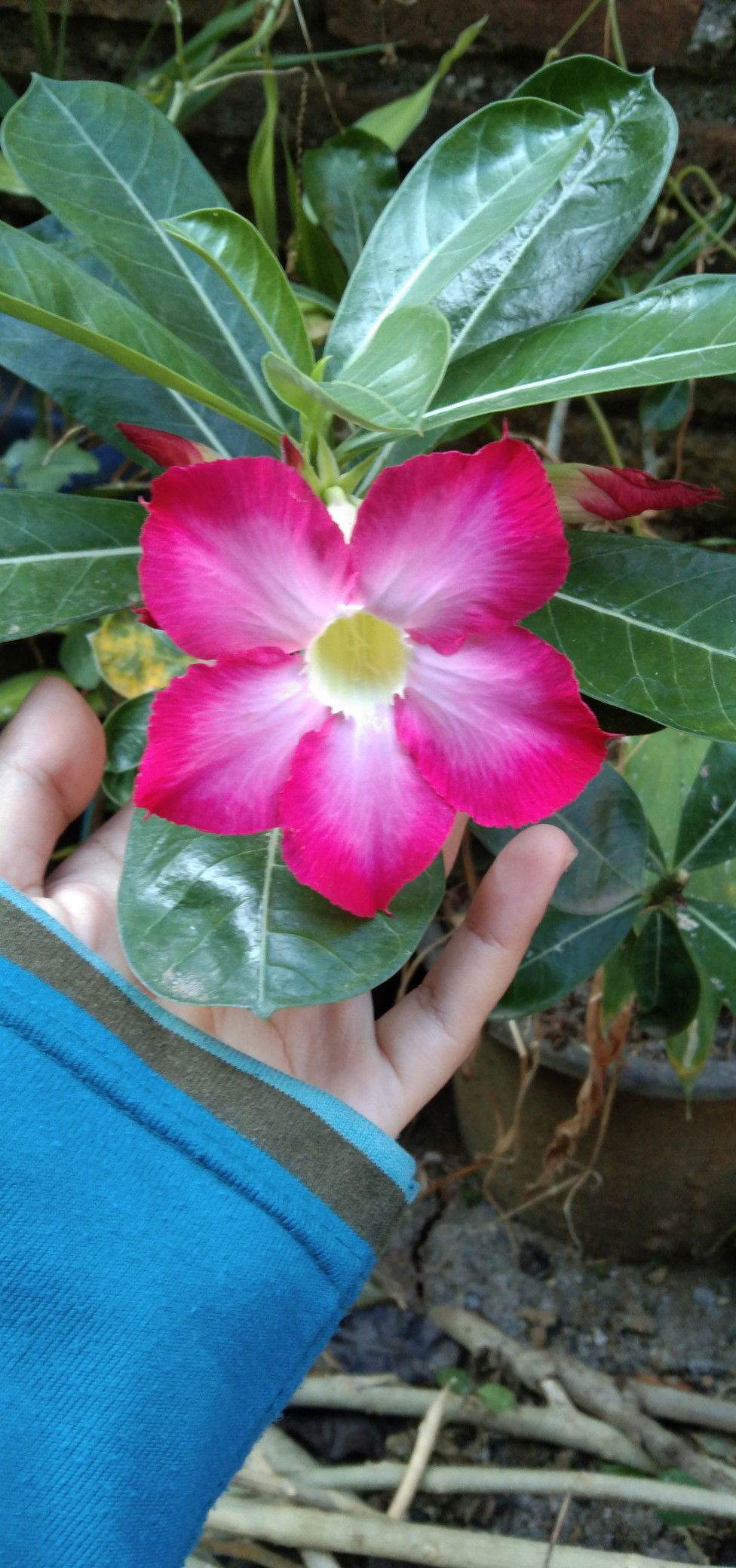 Ning Rubbi'ah profile icon