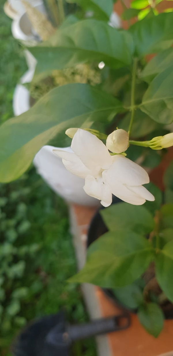 Roro Syarifah profile icon