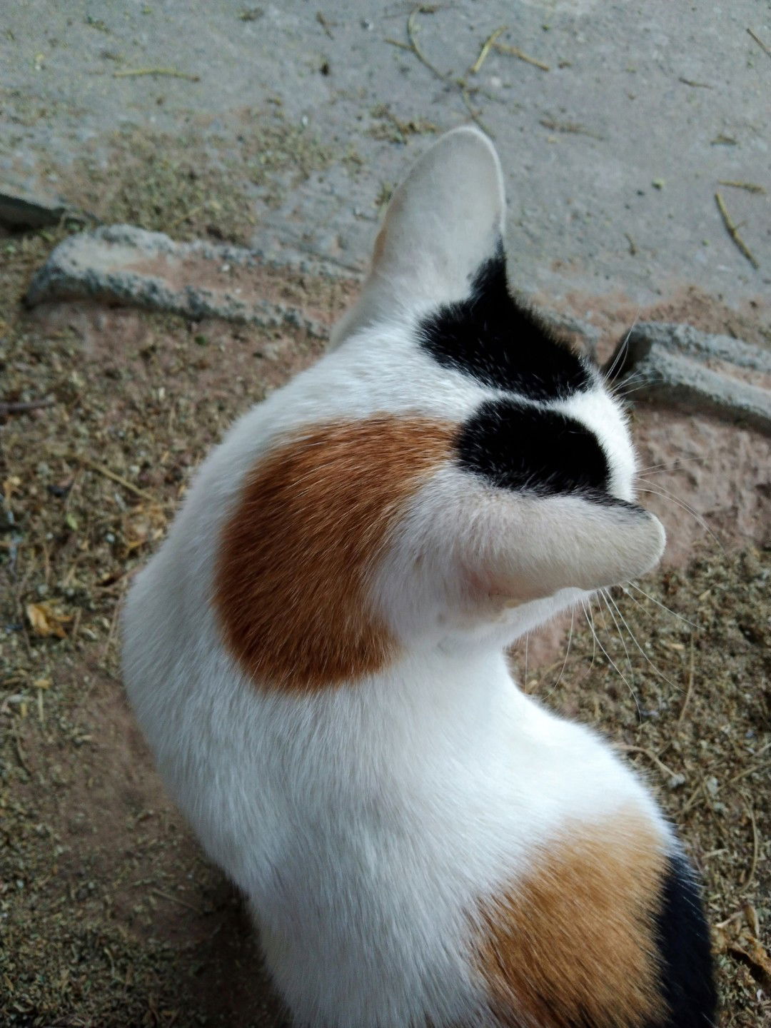 จิน profile icon