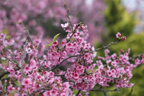 Anistha Ceria profile icon