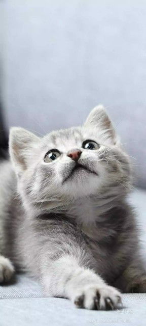 Farihah profile icon