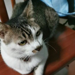 janet yeo profile icon