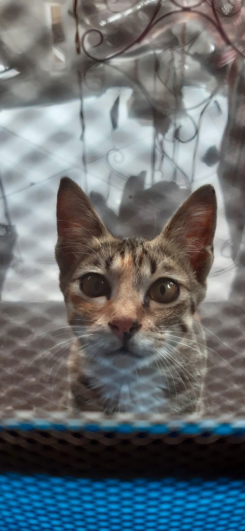 Sonya Maharani profile icon