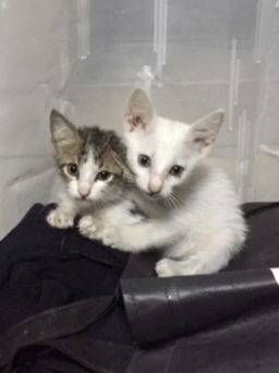 真由美 profile icon