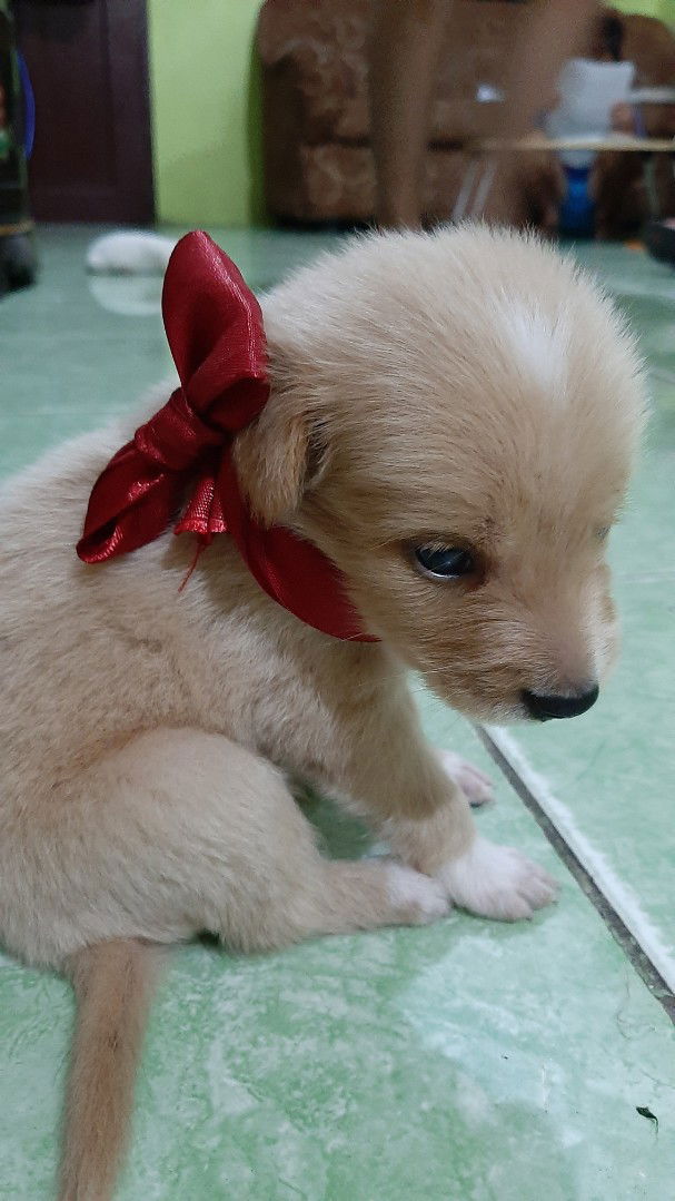 Pallas Athena Villamero profile icon