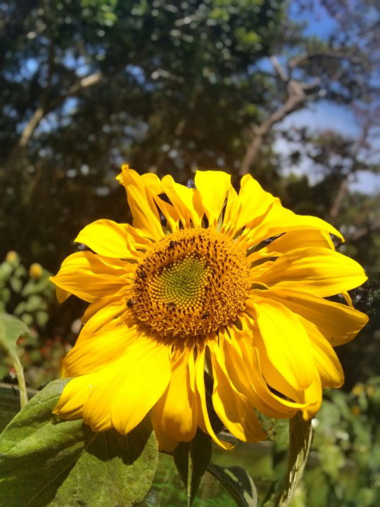 Cendirella Tambua profile icon