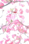 rind profile icon