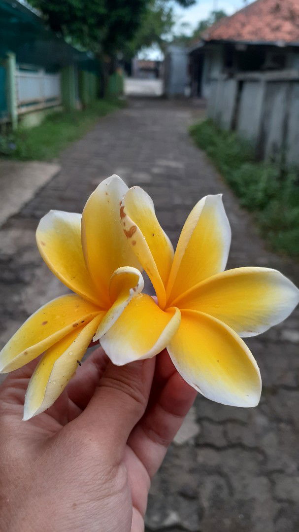 Afifah Salaamah profile icon