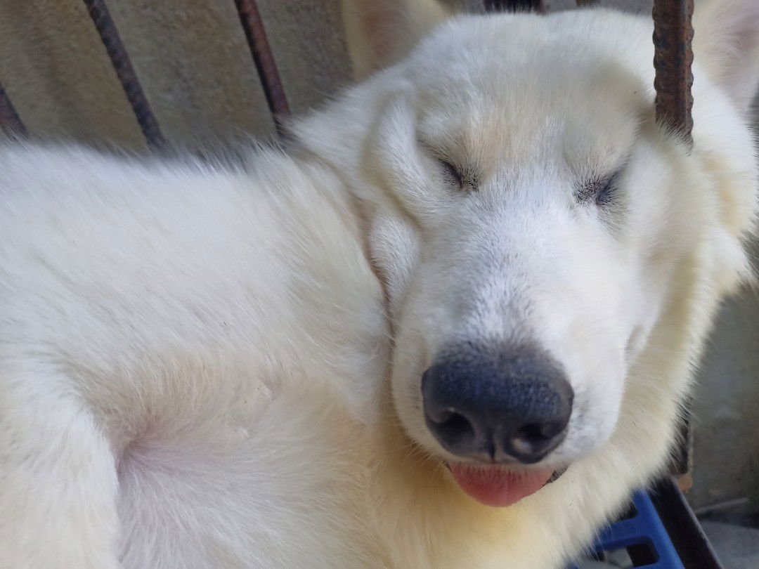 Ak channel profile icon