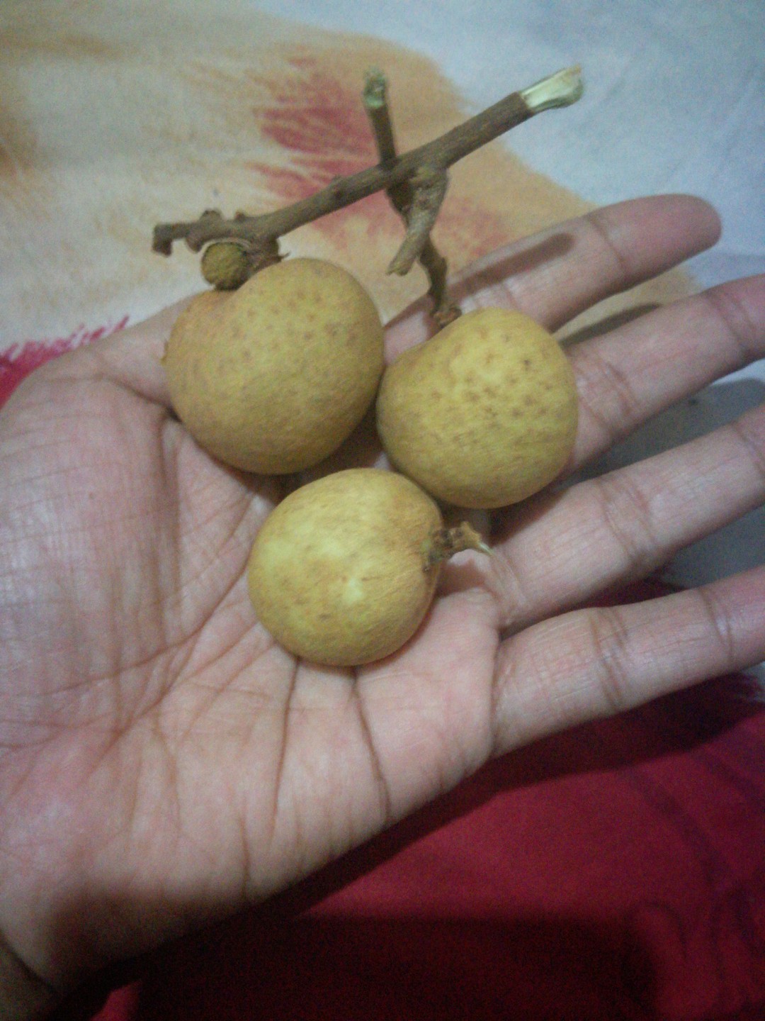 makan kelengkeng saat TM 1