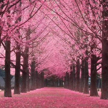 Aida Rahim profile icon