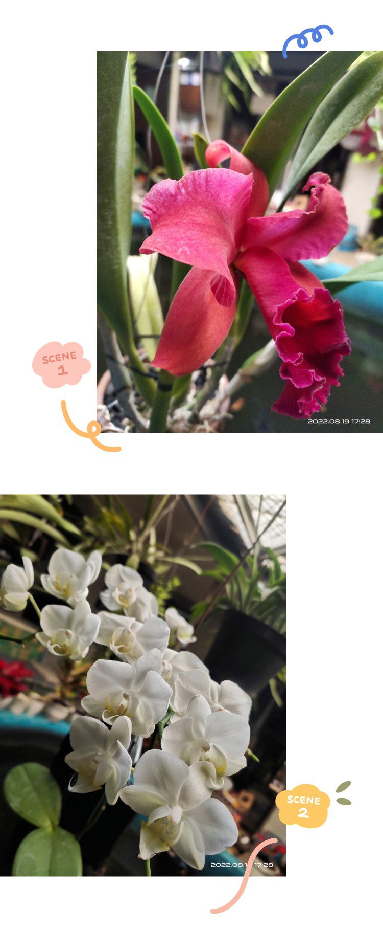 Ummah Hanif profile icon