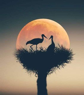 nurul istikomah profile icon