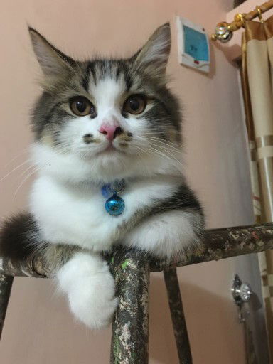 tri ayu profile icon