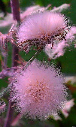 Dwi Angah profile icon