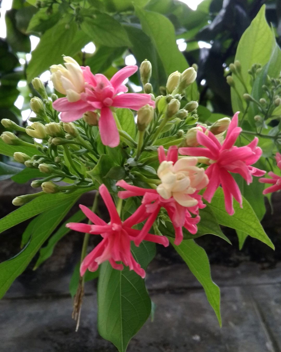 Dandelion profile icon