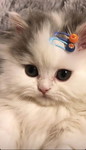 Aroma profile icon
