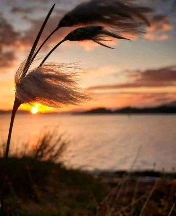 wida adawiyah profile icon