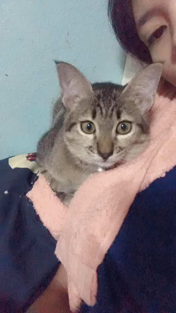 Kornkanok Auisakul profile icon