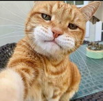 Siriphan profile icon