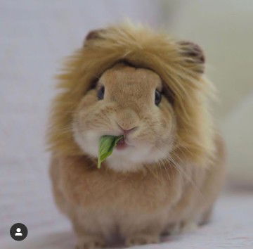 Tengku Nadia Tengku Aziz profile icon