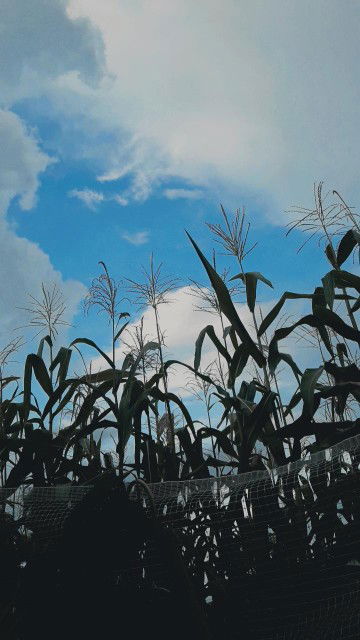 กี้ profile icon