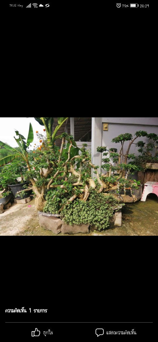 Ket-Ho Carafighter profile icon