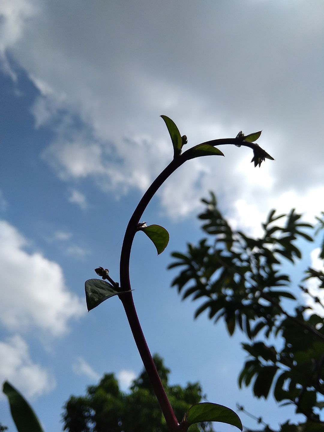 Novi Widya profile icon