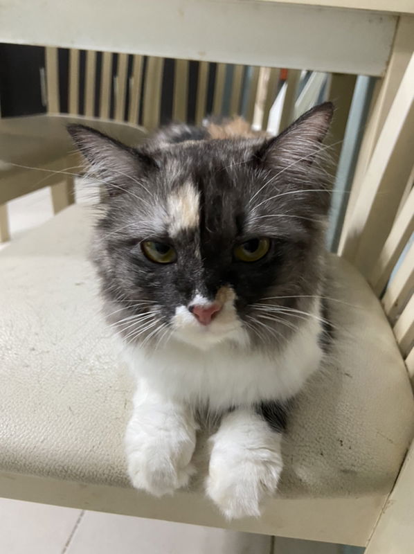 Fulaida Armad profile icon