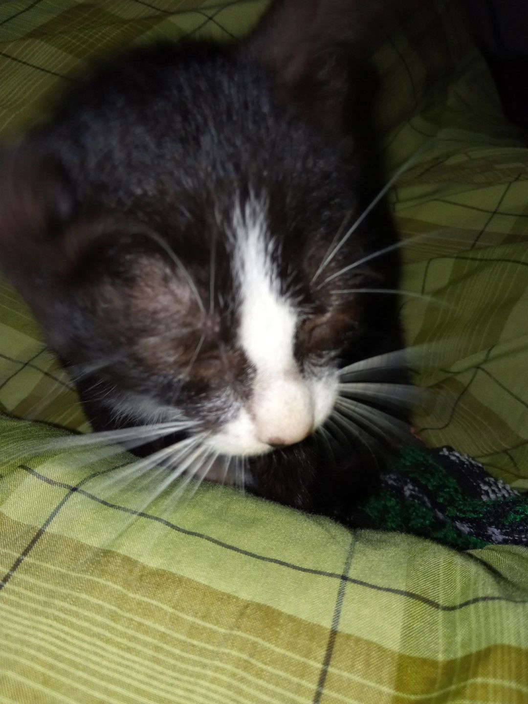 hazmiera profile icon