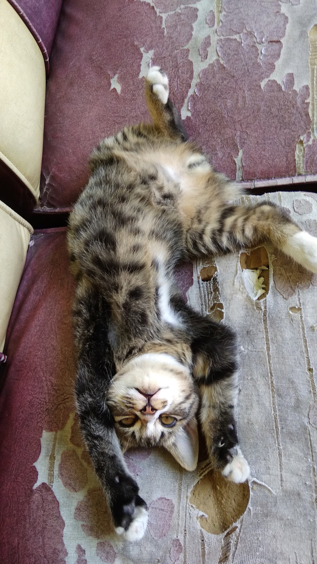 Pecinta Kucing