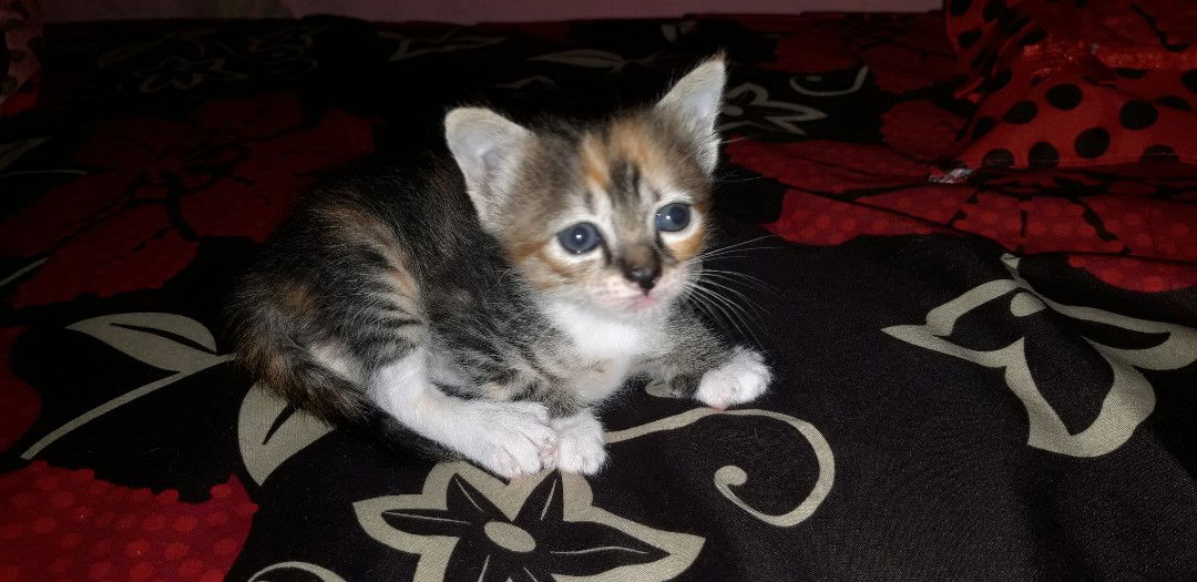 Nirmala profile icon