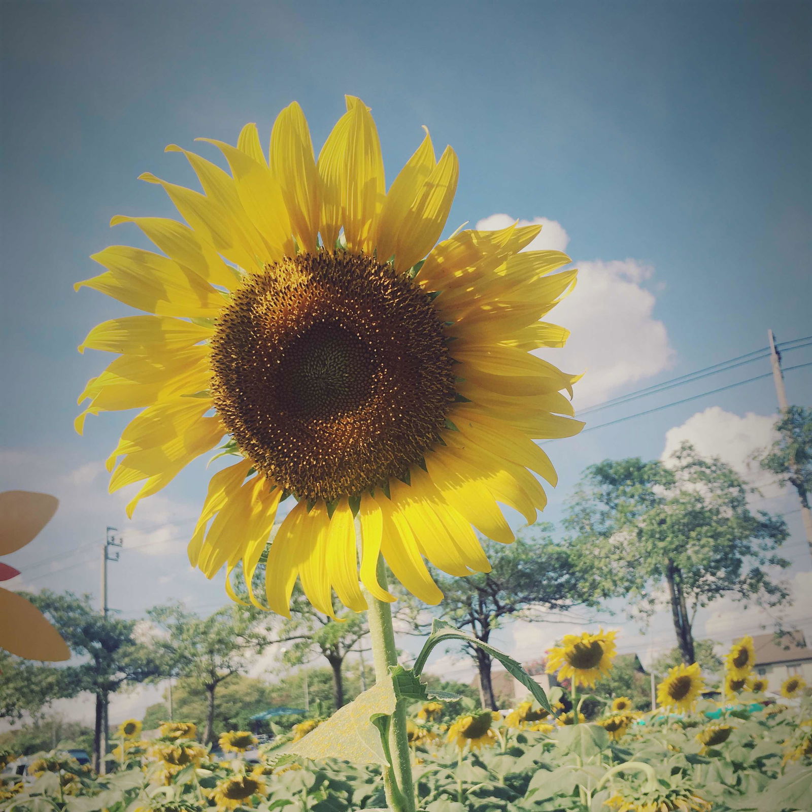 Priyanut Chantharawichit profile icon